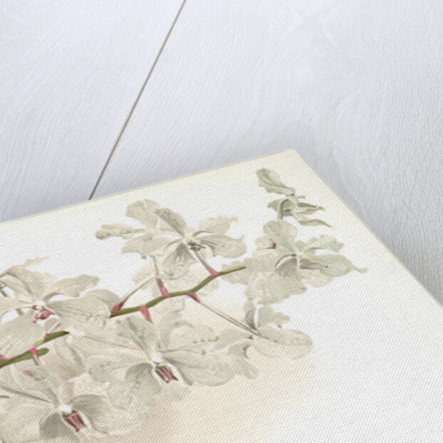 Vanda ccerulea by F. Sander