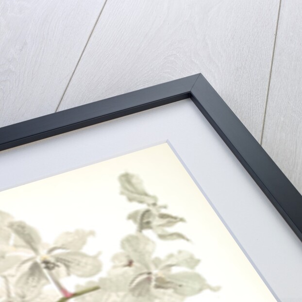 Vanda ccerulea by F. Sander