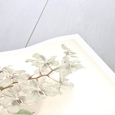 Vanda ccerulea by F. Sander