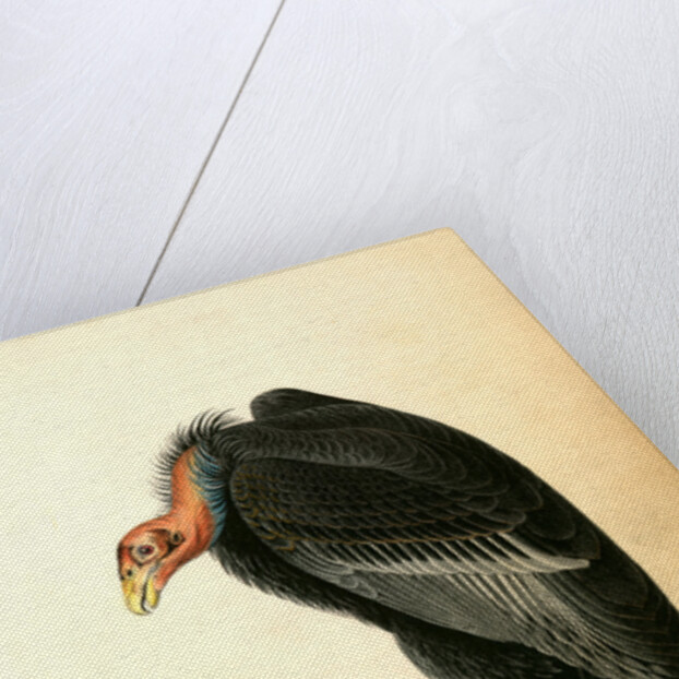 Californian Turkey Vulture by John James Audubon