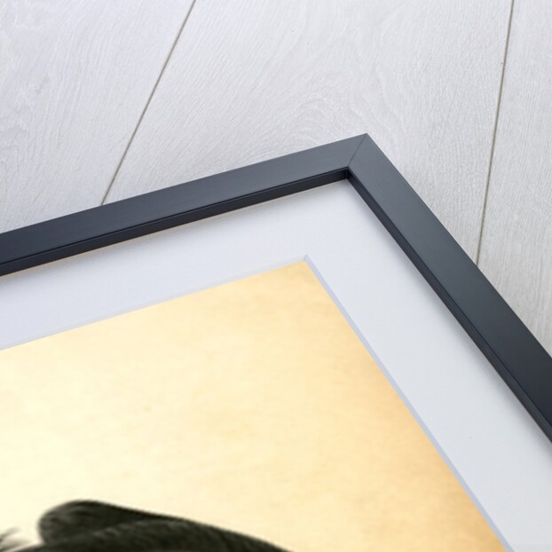 Californian Turkey Vulture by John James Audubon