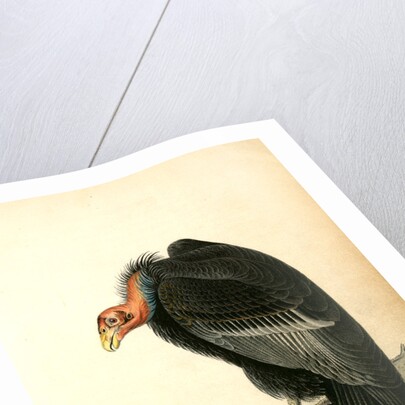 Californian Turkey Vulture by John James Audubon