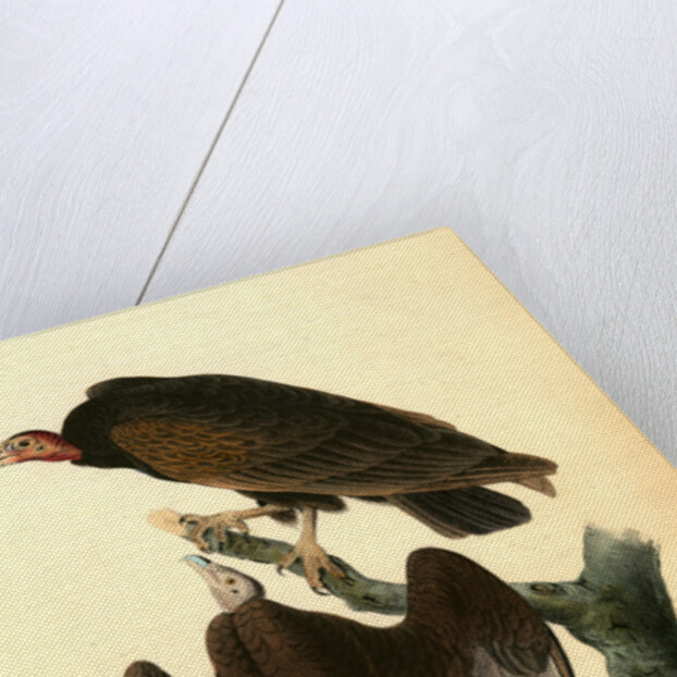 Red-headed Turkey Vulture by John James Audubon