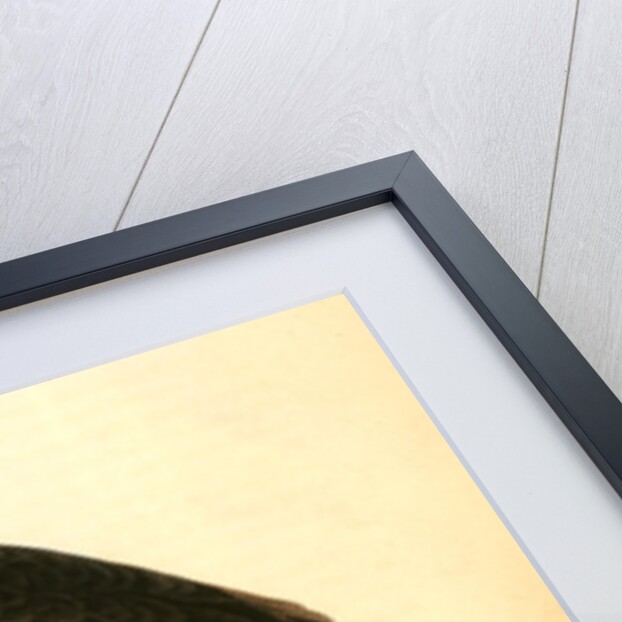 Red-headed Turkey Vulture by John James Audubon