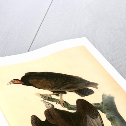 Red-headed Turkey Vulture by John James Audubon