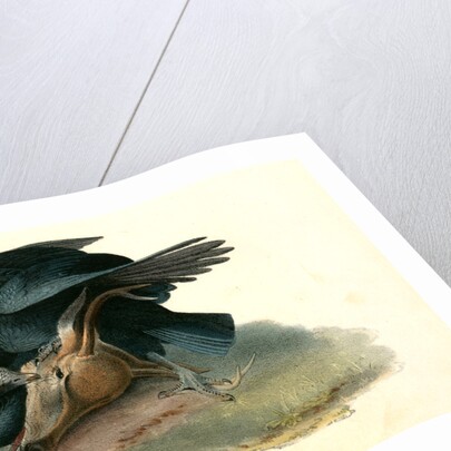 Black Vulture or Carrion Crow by John James Audubon