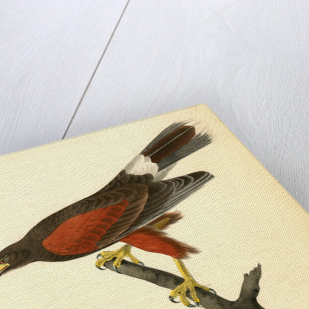 Harris's Buzzard by John James Audubon