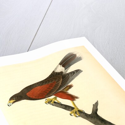Harris's Buzzard by John James Audubon