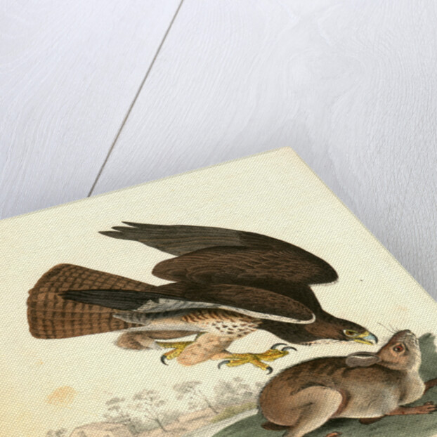 Common Buzzard by John James Audubon