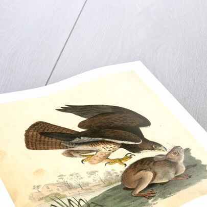 Common Buzzard by John James Audubon