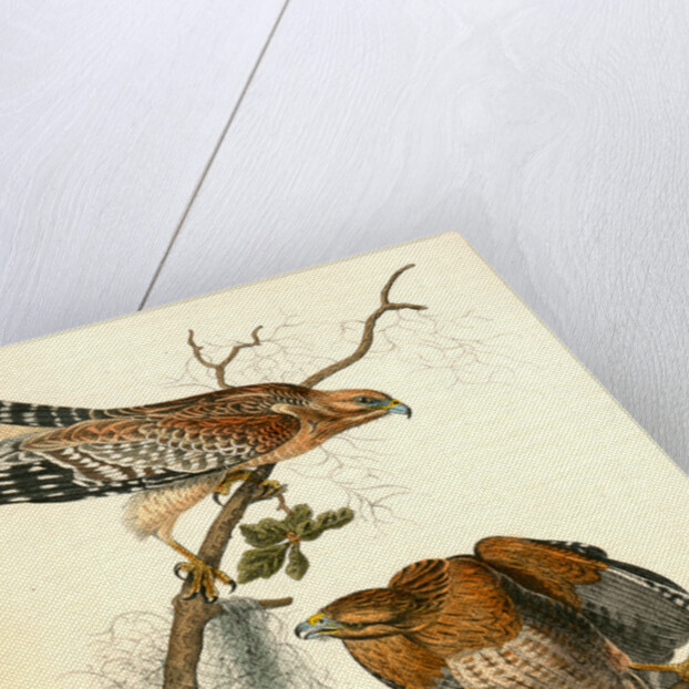 Red-shouldered Buzzard by John James Audubon