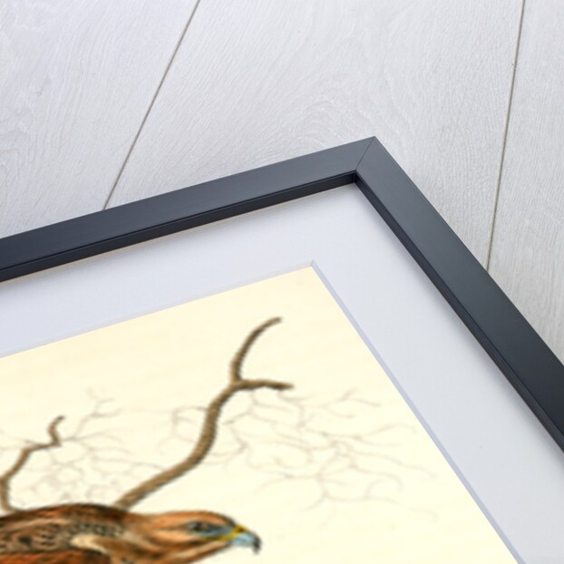 Red-shouldered Buzzard by John James Audubon