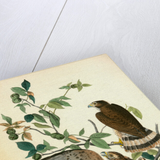 Broad-winged Buzzard by John James Audubon
