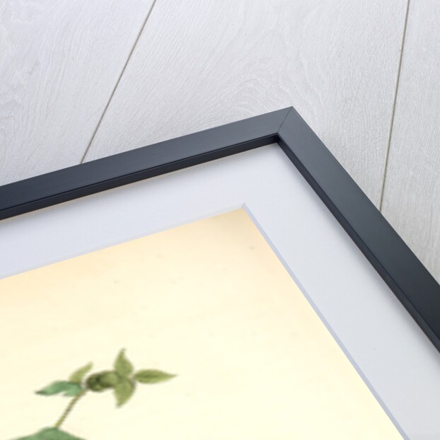 Broad-winged Buzzard by John James Audubon