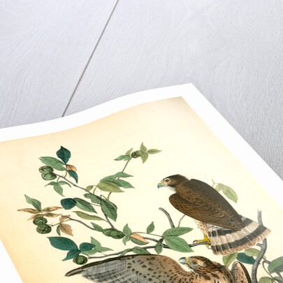 Broad-winged Buzzard by John James Audubon