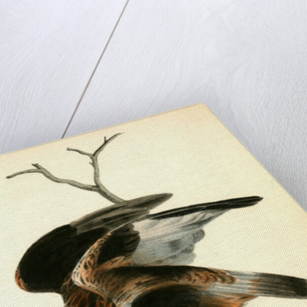 Rough-legged Buzzard by John James Audubon