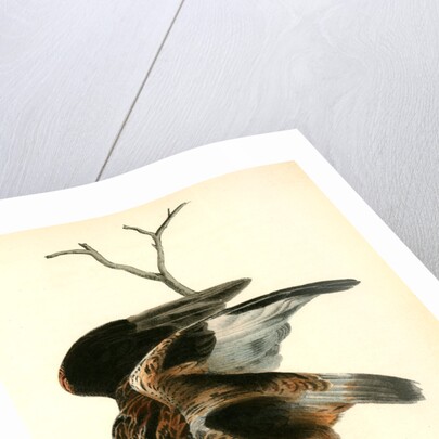 Rough-legged Buzzard by John James Audubon