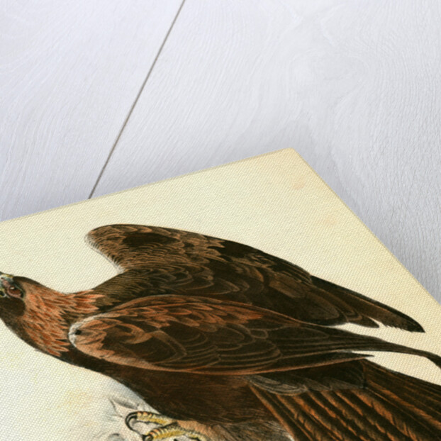 Golden Eagle by John James Audubon