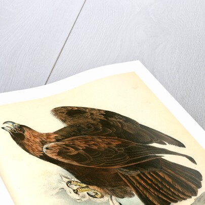 Golden Eagle by John James Audubon