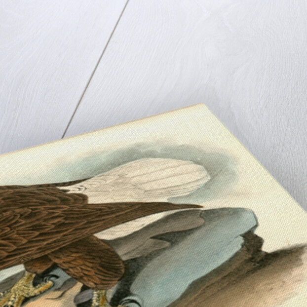 White-headed Sea Eagle, or Bald Eagle by John James Audubon
