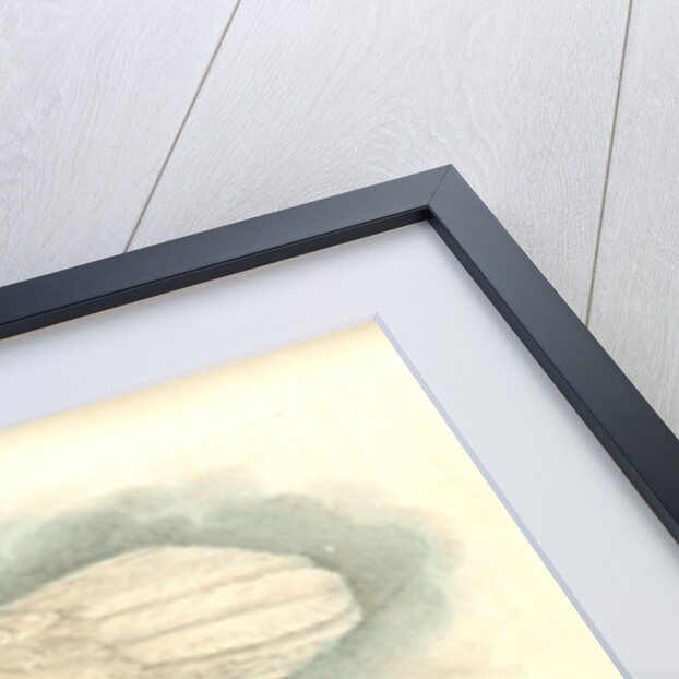 White-headed Sea Eagle, or Bald Eagle by John James Audubon