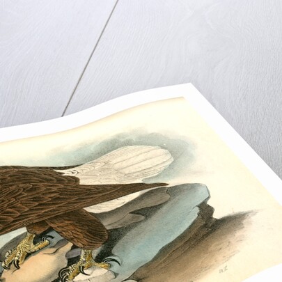 White-headed Sea Eagle, or Bald Eagle by John James Audubon