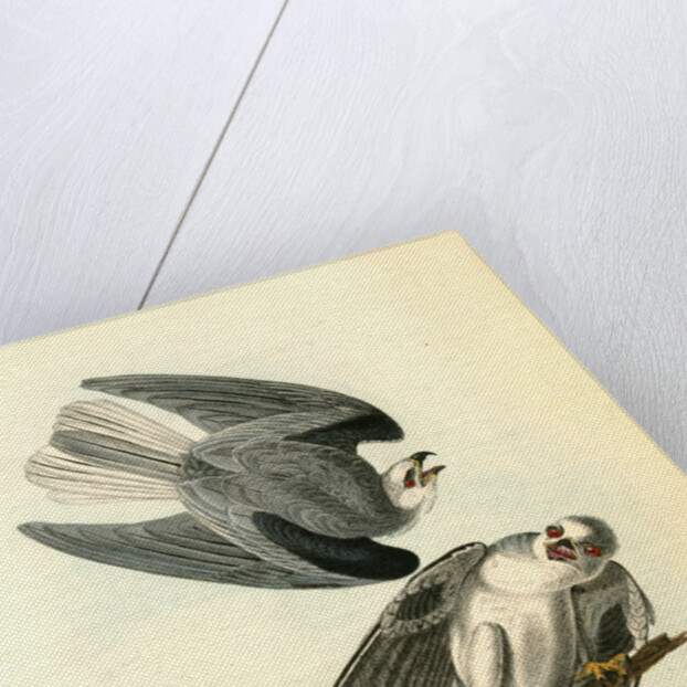 Black-shouldered Elanus by John James Audubon