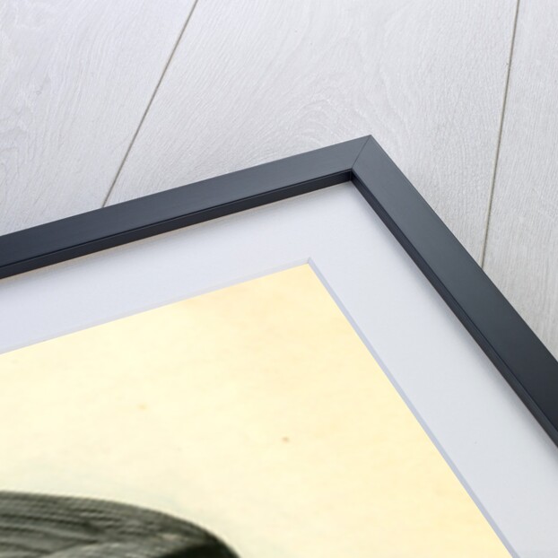 Black-shouldered Elanus by John James Audubon