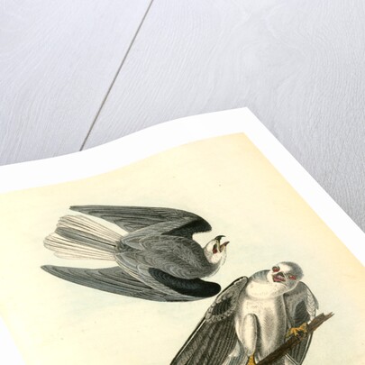 Black-shouldered Elanus by John James Audubon
