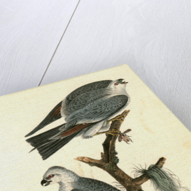 Mississipi Kite by John James Audubon