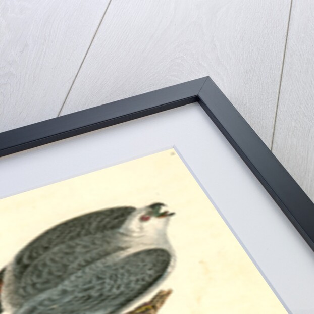 Mississipi Kite by John James Audubon