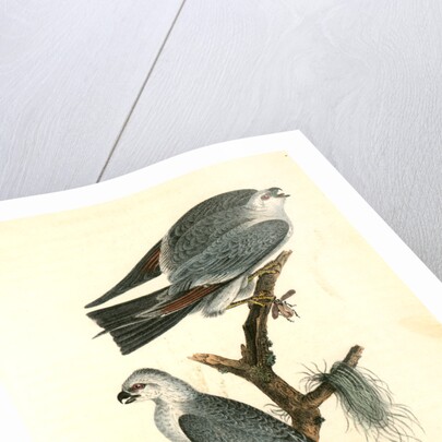 Mississipi Kite by John James Audubon
