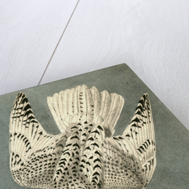 Iceland or Gyr Falcon by John James Audubon