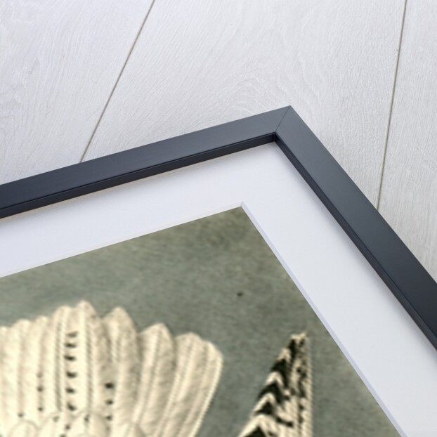 Iceland or Gyr Falcon by John James Audubon