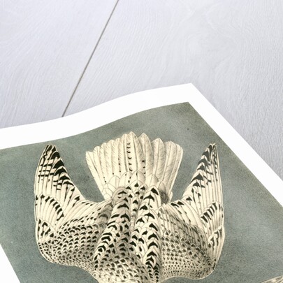 Iceland or Gyr Falcon by John James Audubon