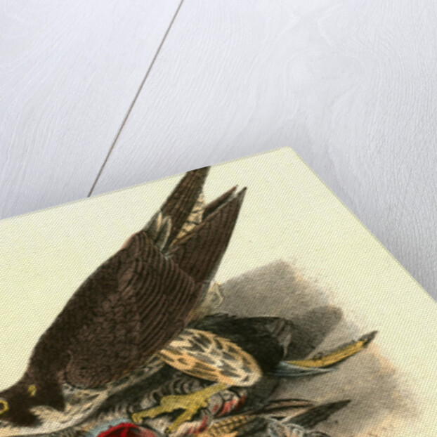 Peregrine Falcon by John James Audubon