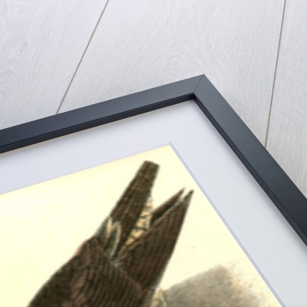 Peregrine Falcon by John James Audubon