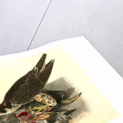 Peregrine Falcon by John James Audubon