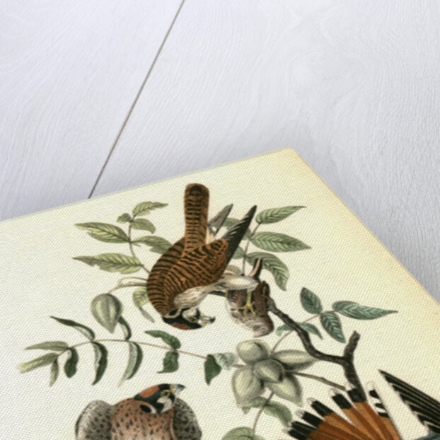 Sparrow Hawk by John James Audubon