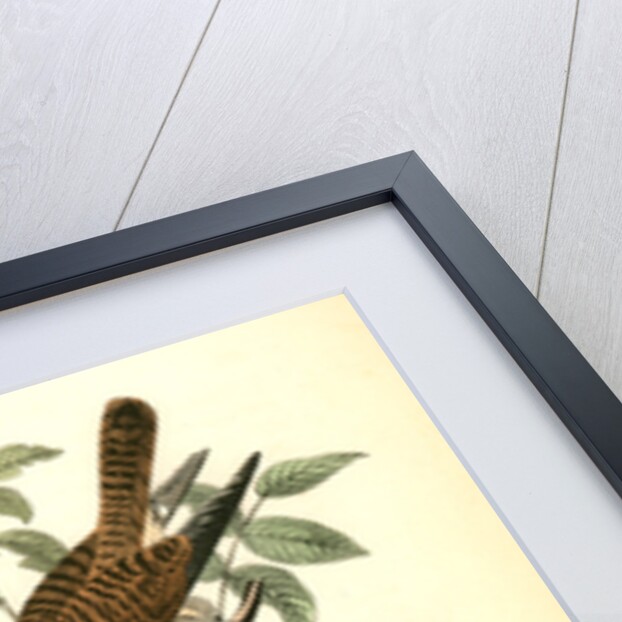 Sparrow Hawk by John James Audubon