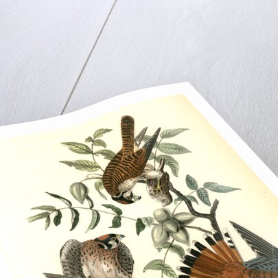 Sparrow Hawk by John James Audubon