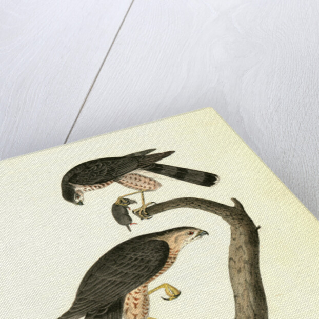 Sharp-shinned Hawk by John James Audubon