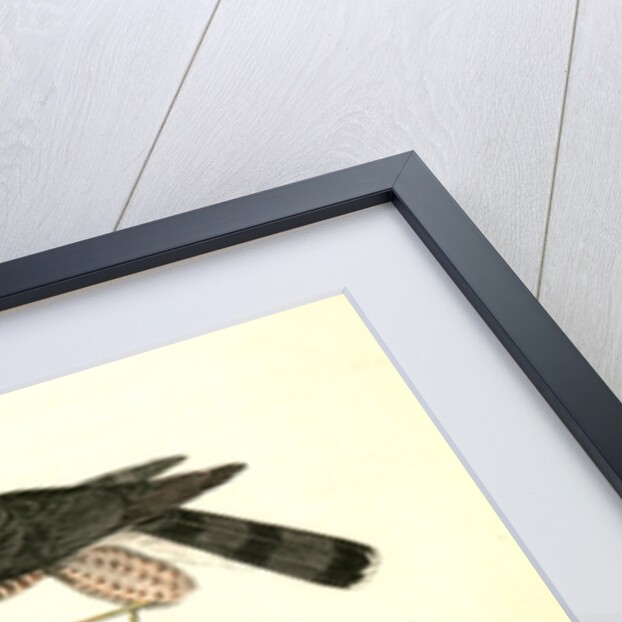 Sharp-shinned Hawk by John James Audubon