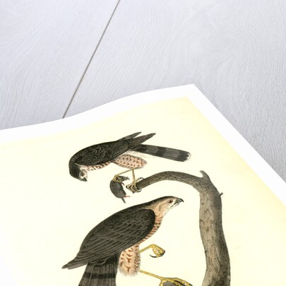 Sharp-shinned Hawk by John James Audubon