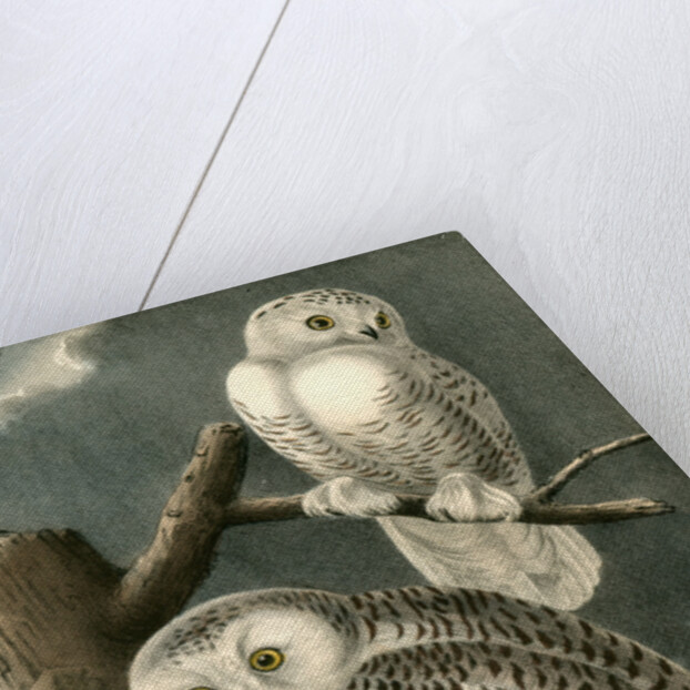 Snowy Owl by John James Audubon