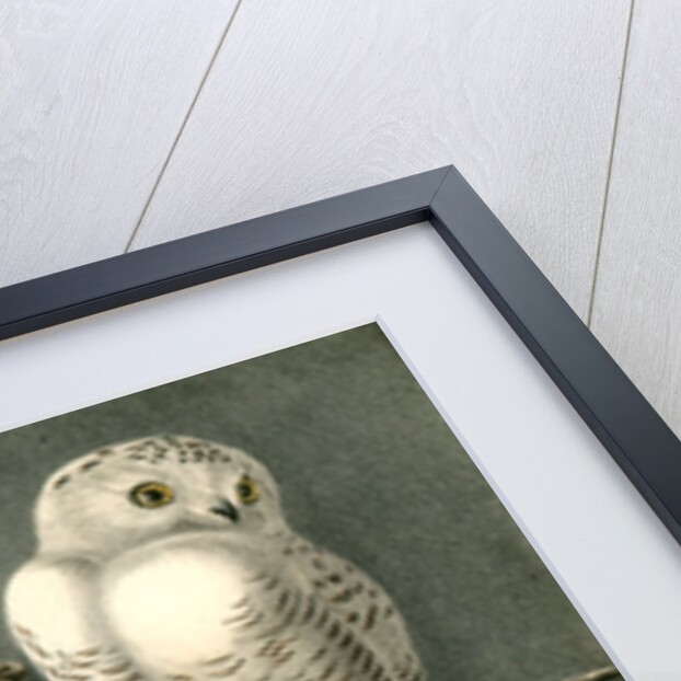 Snowy Owl by John James Audubon