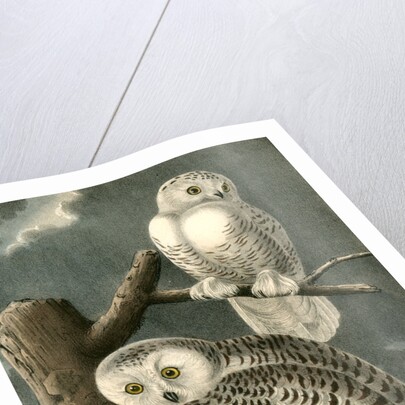 Snowy Owl by John James Audubon