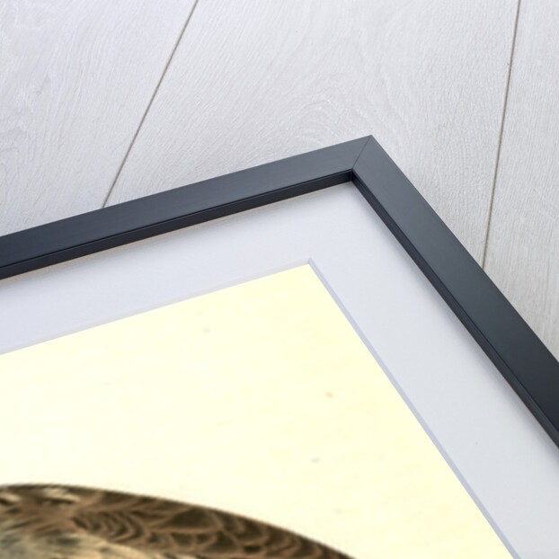 Little Night-Owl by John James Audubon