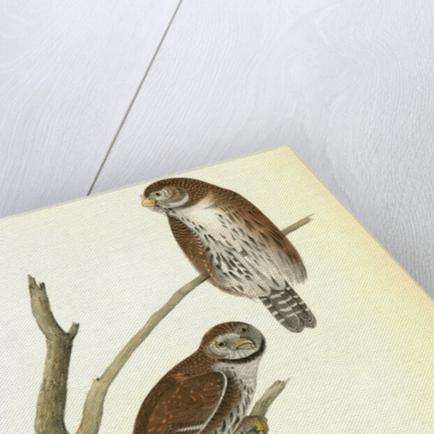 Columbian Day-Owl by John James Audubon