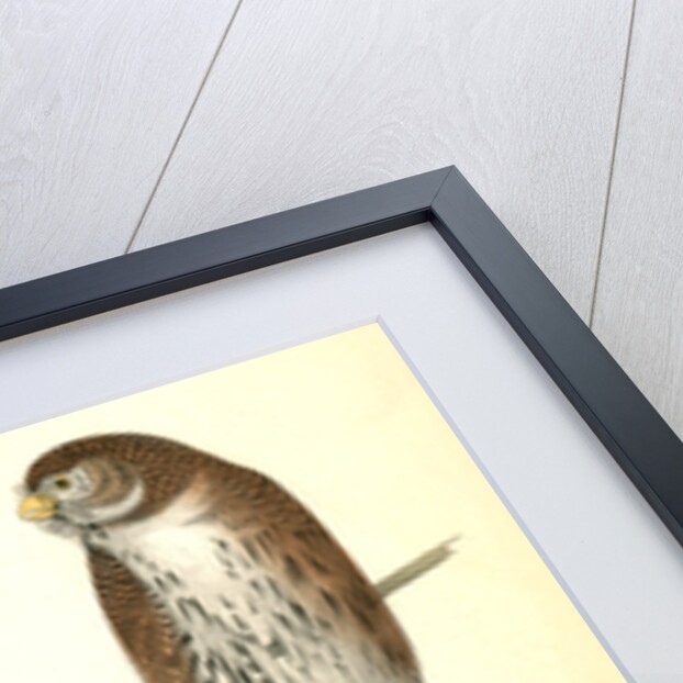 Columbian Day-Owl by John James Audubon